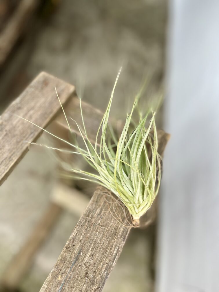 Zdjęcie rosliny doniczkowej Tillandsia Silver, ujęcie 3