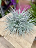 Zdjęcie rosliny doniczkowej Tillandsia Silver, ujęcie 1