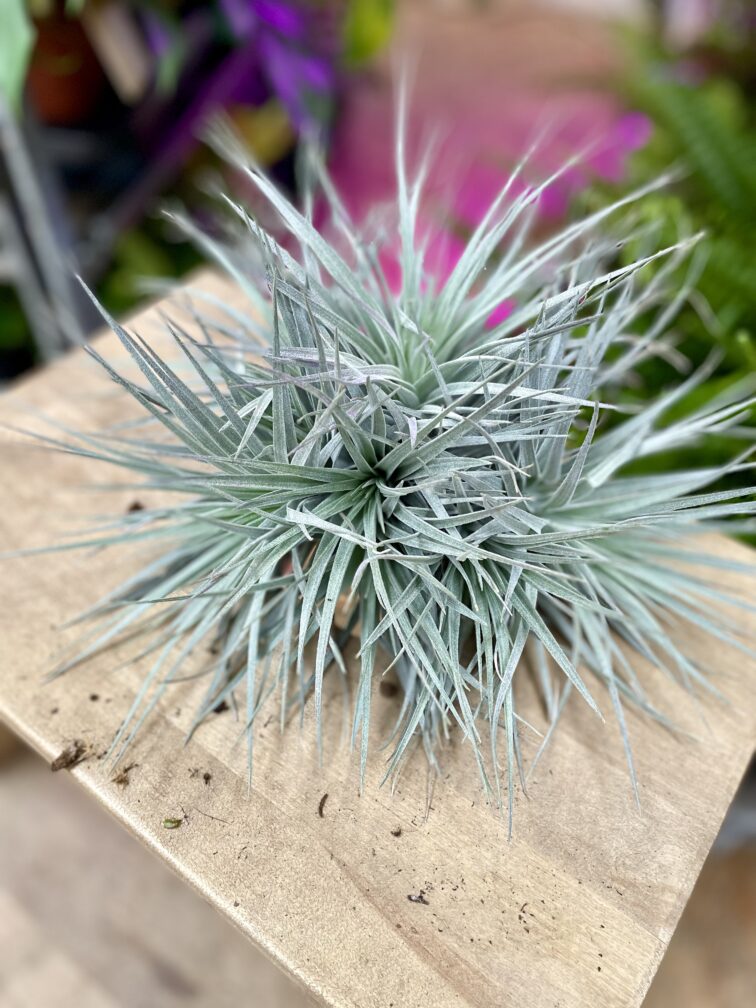 tillandsia-silver_0x16-1_1697804323.jpg Zdjęcie rosliny doniczkowej Tillandsia Silver, ujęcie 1