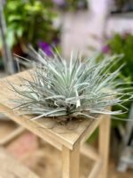 Zdjęcie rosliny doniczkowej Tillandsia Silver, ujęcie 2