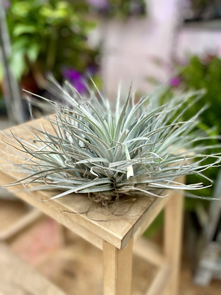 Zdjęcie rosliny doniczkowej Tillandsia Silver, ujęcie 2
