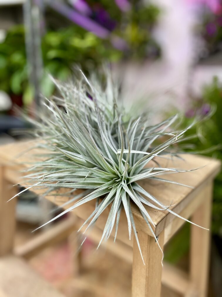 Zdjęcie rosliny doniczkowej Tillandsia Silver, ujęcie 3