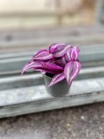 Zdjęcie rosliny doniczkowej Tradescantia Pink Paradise, ujęcie 1