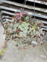 Zdjęcie rosliny doniczkowej Tradescantia sillamontana Brown Hill, ujęcie 1