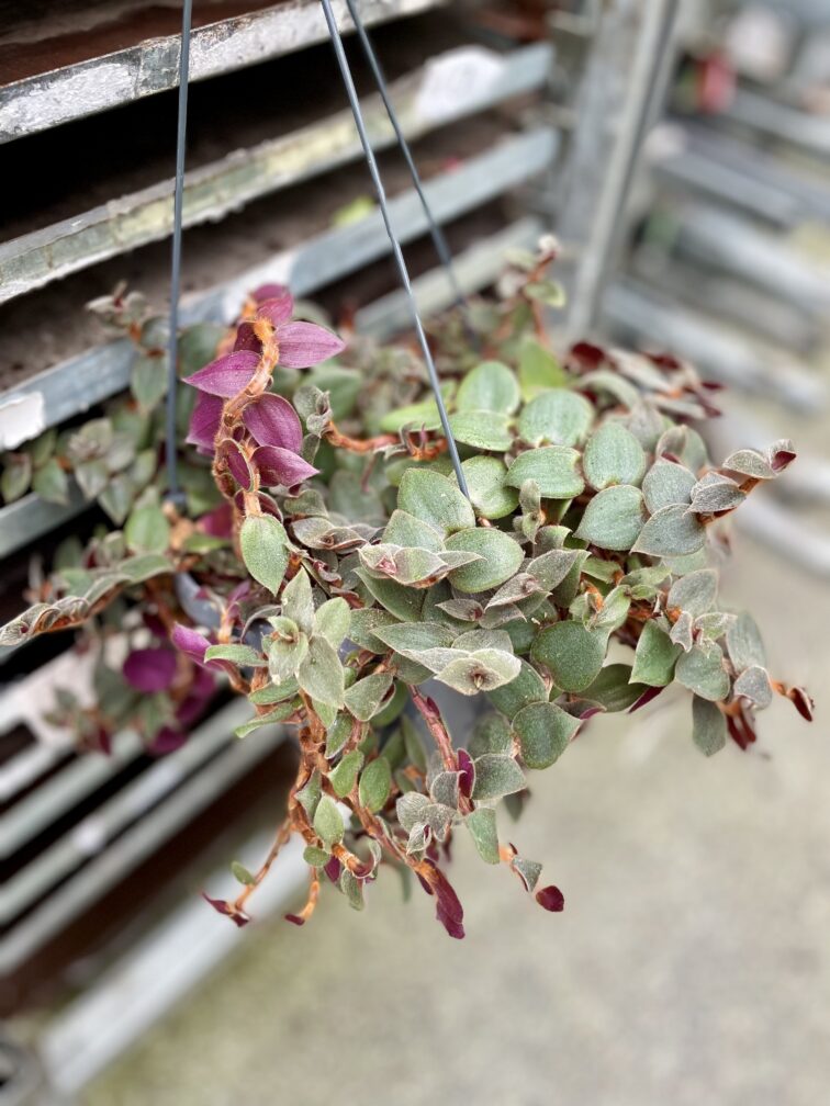 Zdjęcie rosliny doniczkowej Tradescantia sillamontana Brown Hill, ujęcie 2