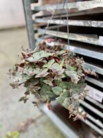 Zdjęcie rosliny doniczkowej Tradescantia sillamontana Brown Hill, ujęcie 3
