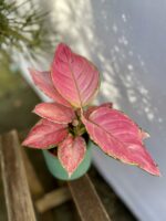 Zdjęcie rosliny doniczkowej Aglaonema Pink Star, ujęcie 1