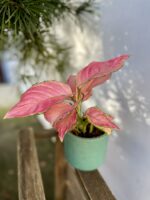 Zdjęcie rosliny doniczkowej Aglaonema Pink Star, ujęcie 2