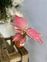 Zdjęcie rosliny doniczkowej Aglaonema Pink Star, ujęcie 3