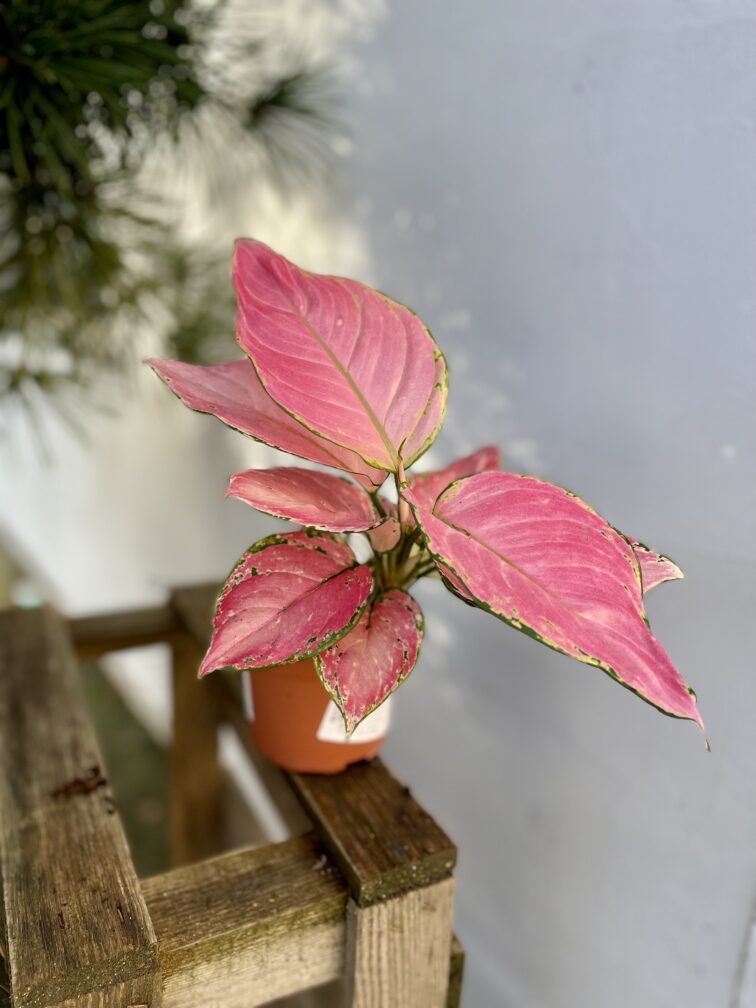 Zdjęcie rosliny doniczkowej Aglaonema Pink Star, ujęcie 3