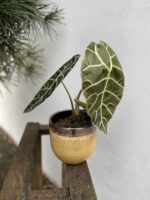 Zdjęcie rosliny doniczkowej Alocasia longiloba Watsoniana, ujęcie 1