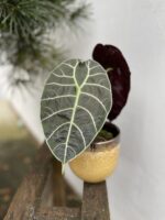 Zdjęcie rosliny doniczkowej Alocasia longiloba Watsoniana, ujęcie 2