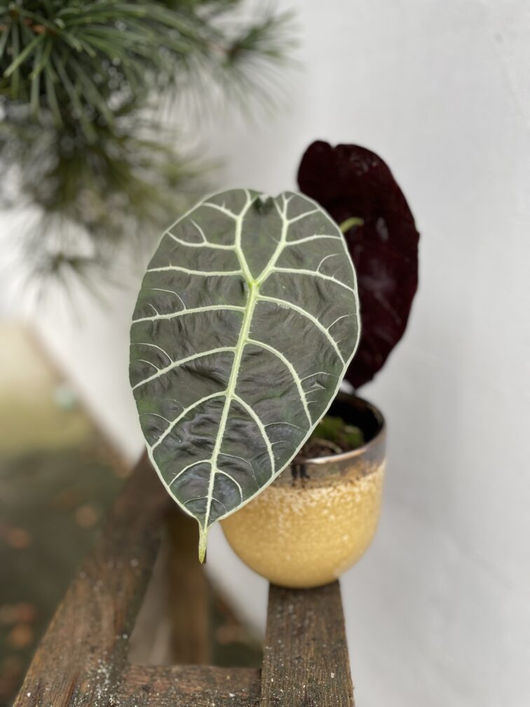 Zdjęcie rosliny doniczkowej Alocasia longiloba Watsoniana, ujęcie 2