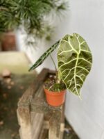 Zdjęcie rosliny doniczkowej Alocasia longiloba Watsoniana, ujęcie 3