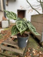 Zdjęcie rosliny doniczkowej Anthurium crystallinum, ujęcie 1