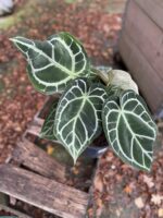 Zdjęcie rosliny doniczkowej Anthurium crystallinum, ujęcie 2