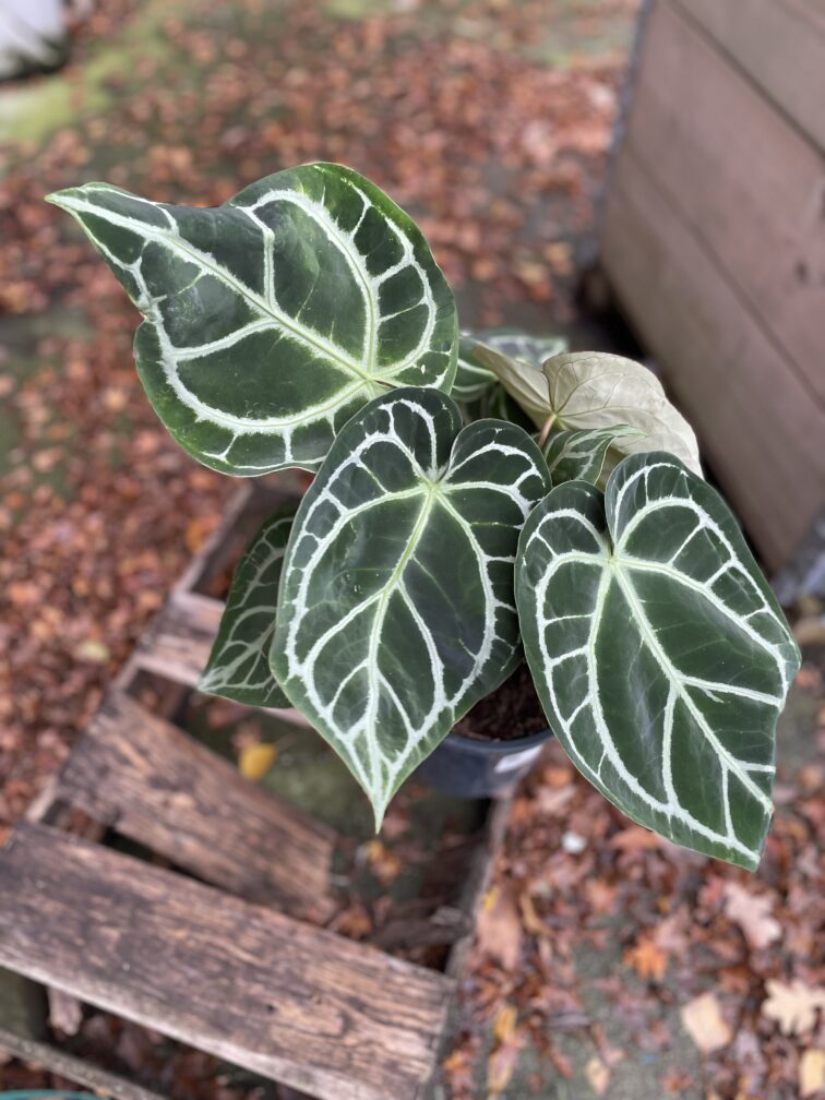 Zdjęcie rosliny doniczkowej Anthurium crystallinum, ujęcie 2