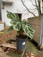 Zdjęcie rosliny doniczkowej Anthurium crystallinum, ujęcie 3