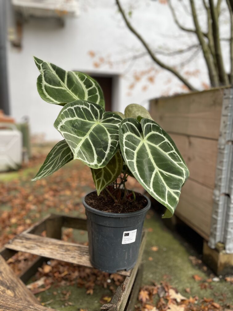 Zdjęcie rosliny doniczkowej Anthurium crystallinum, ujęcie 3