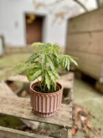 Zdjęcie rosliny doniczkowej Anthurium polyschistum, ujęcie 1