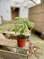 Zdjęcie rosliny doniczkowej Anthurium polyschistum, ujęcie 3