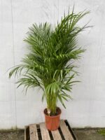 Zdjęcie rosliny doniczkowej Areca, ujęcie 1