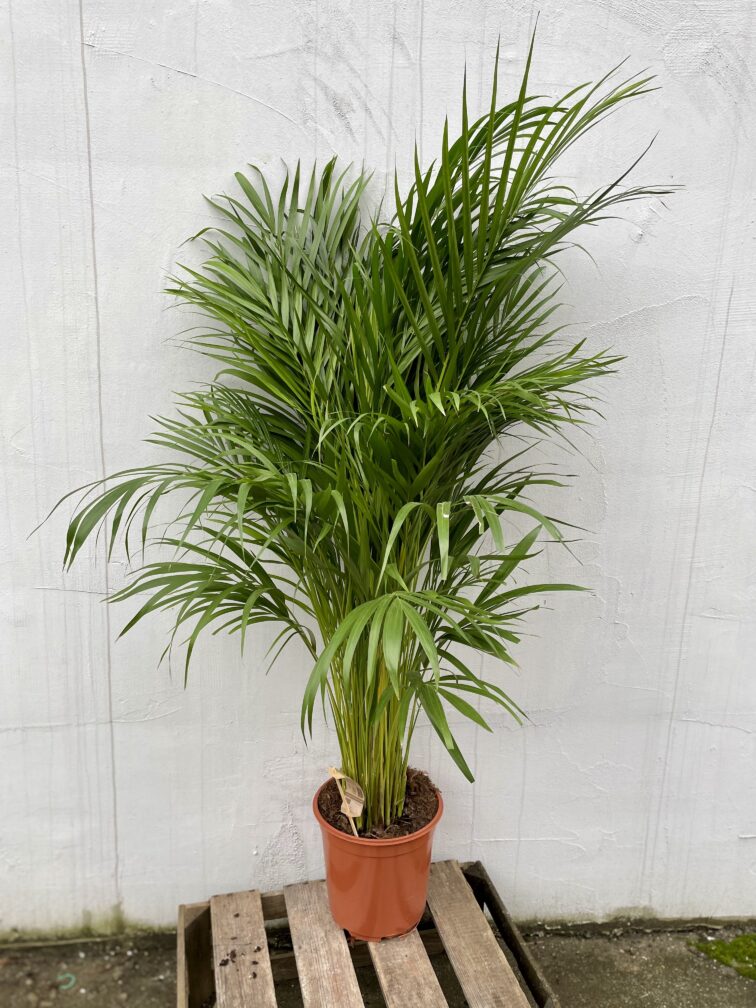 areca_24x120-1_1700216298.jpg Zdjęcie rosliny doniczkowej Areca, ujęcie 1
