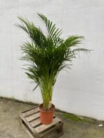 Zdjęcie rosliny doniczkowej Areca, ujęcie 3