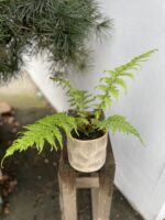 Zdjęcie rosliny doniczkowej Cyathea australis (Pierzastka australijska), ujęcie 1