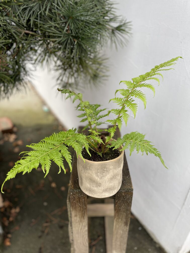 Zdjęcie rosliny doniczkowej Cyathea australis (Pierzastka australijska), ujęcie 1