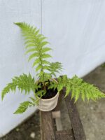 Zdjęcie rosliny doniczkowej Cyathea australis (Pierzastka australijska), ujęcie 2