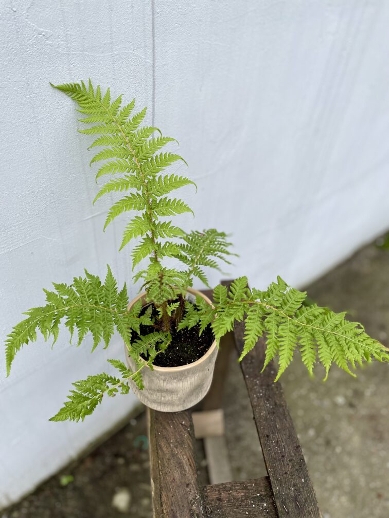 Zdjęcie rosliny doniczkowej Cyathea australis (Pierzastka australijska), ujęcie 2