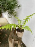 Zdjęcie rosliny doniczkowej Cyathea australis (Pierzastka australijska), ujęcie 3