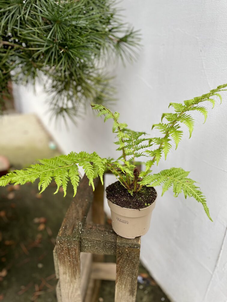Zdjęcie rosliny doniczkowej Cyathea australis (Pierzastka australijska), ujęcie 3