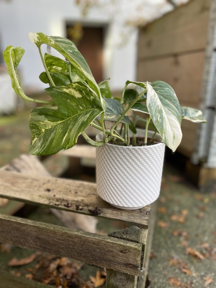 Zdjęcie rosliny doniczkowej Epipremnum pinnatum variegata, ujęcie 1