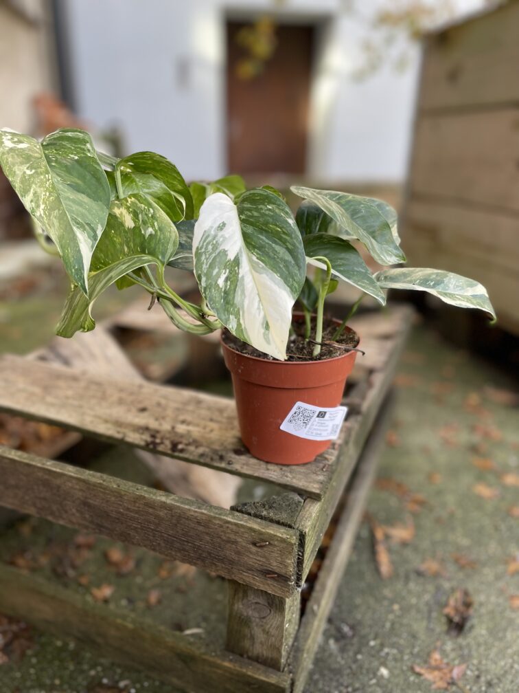 Zdjęcie rosliny doniczkowej Epipremnum pinnatum variegata, ujęcie 2