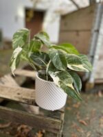 Zdjęcie rosliny doniczkowej Epipremnum pinnatum variegata, ujęcie 3
