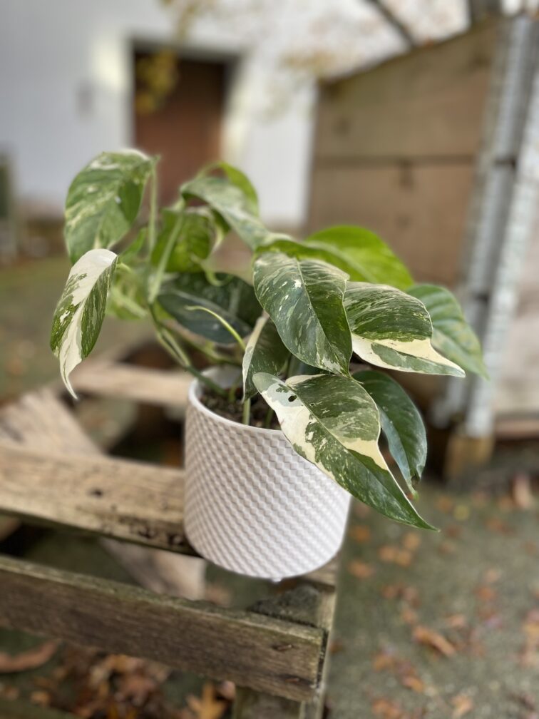 Zdjęcie rosliny doniczkowej Epipremnum pinnatum variegata, ujęcie 3