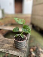 Zdjęcie rosliny doniczkowej Monstera Esqueleto, ujęcie 1