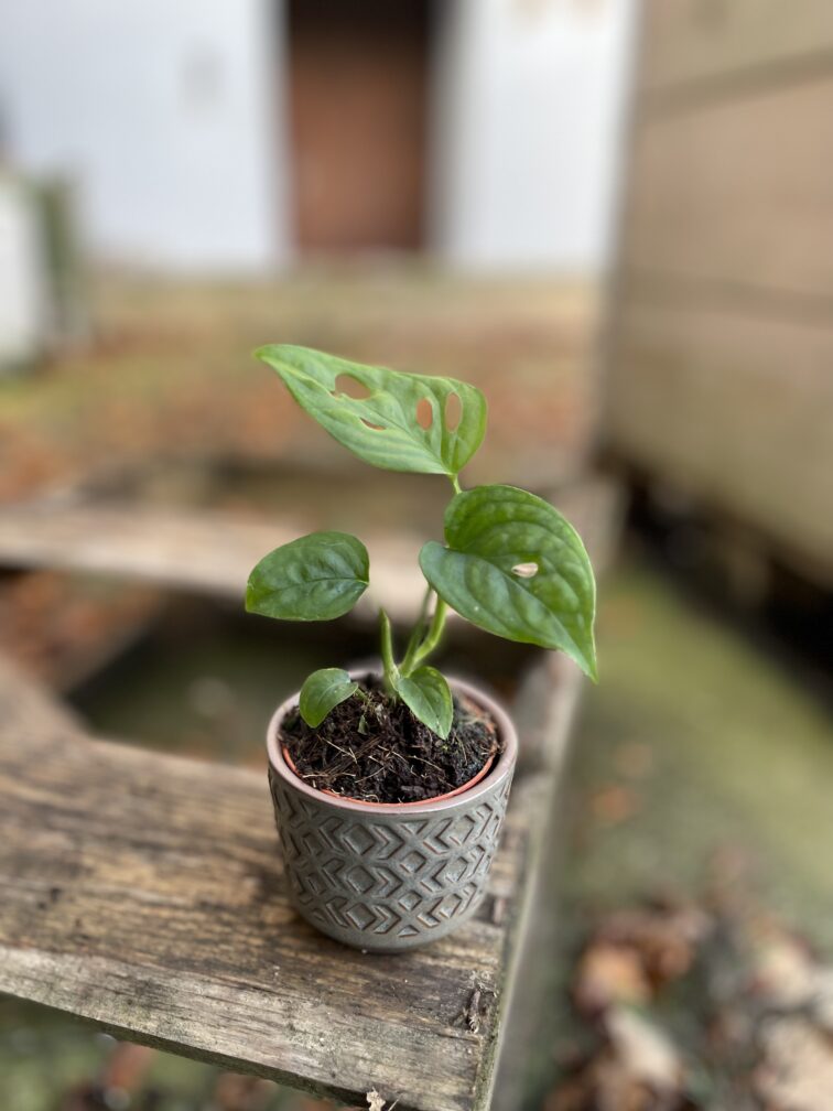 Zdjęcie rosliny doniczkowej Monstera Esqueleto, ujęcie 1