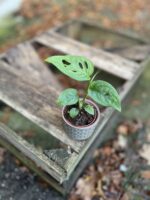 Zdjęcie rosliny doniczkowej Monstera Esqueleto, ujęcie 2