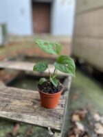 Zdjęcie rosliny doniczkowej Monstera Esqueleto, ujęcie 3