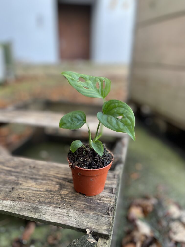 Zdjęcie rosliny doniczkowej Monstera Esqueleto, ujęcie 3