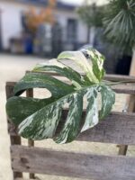 Zdjęcie rosliny doniczkowej Monstera variegata - sadzonka pędowa 1, ujęcie 1