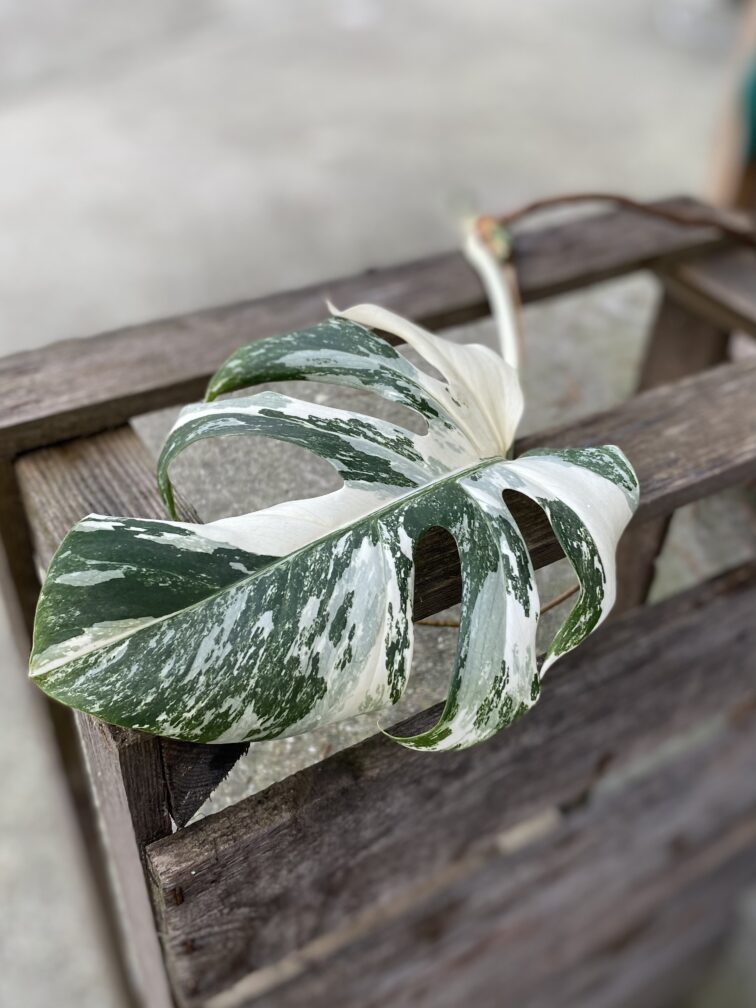 monstera-variegata-sadzonka-pedowa_1x50-1_1699365462.jpg Zdjęcie rosliny doniczkowej Monstera variegata - sadzonka pędowa, ujęcie 1
