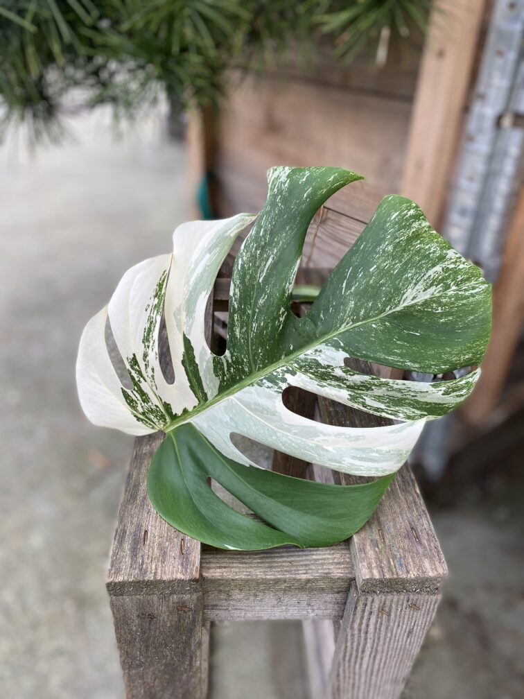 monstera-variegata-sadzonka-pedowa_1x52-1_1699365397.jpg Zdjęcie rosliny doniczkowej Monstera variegata - sadzonka pędowa 1x30 cm, ujęcie 1