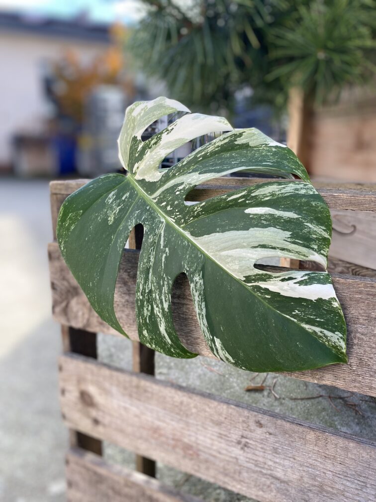 monstera-variegata-sadzonka-pedowa_2-1_1699437508.jpg Zdjęcie rosliny doniczkowej Monstera variegata - sadzonka pędowa 2, ujęcie 1