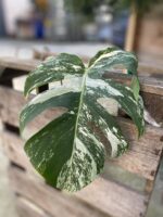 Zdjęcie rosliny doniczkowej Monstera variegata - sadzonka pędowa 3, ujęcie 1