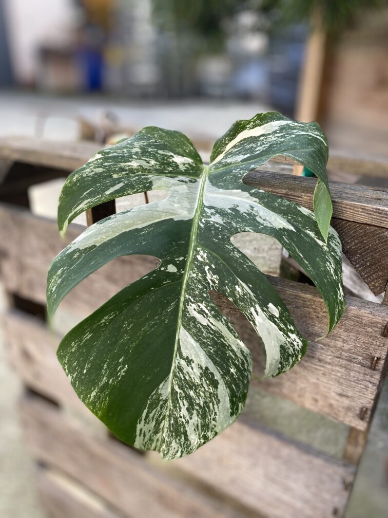 monstera-variegata-sadzonka-pedowa_3-1_1699437538.jpg Zdjęcie rosliny doniczkowej Monstera variegata - sadzonka pędowa 3, ujęcie 1