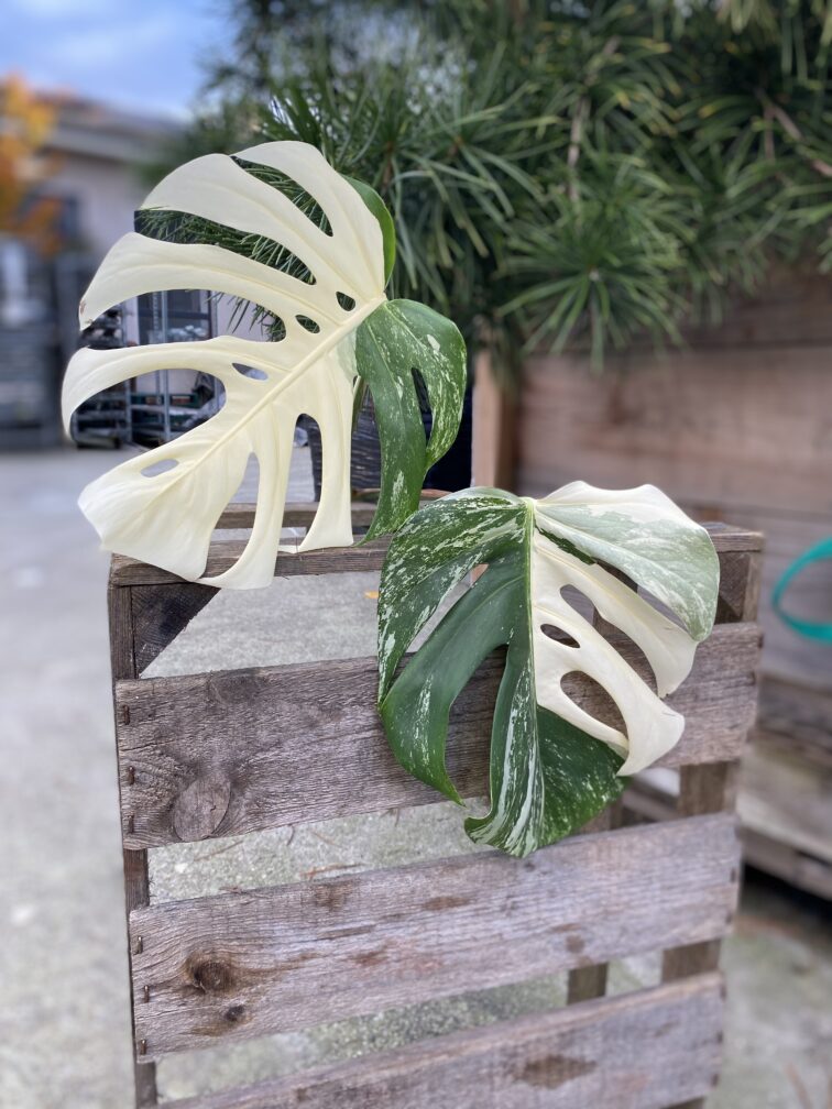 monstera-variegata-sadzonka-szczytowa_1x45-1_1699365508.jpg Zdjęcie rosliny doniczkowej Monstera Variegata sadzonka szczytowa 1x27 cm, ujęcie 1